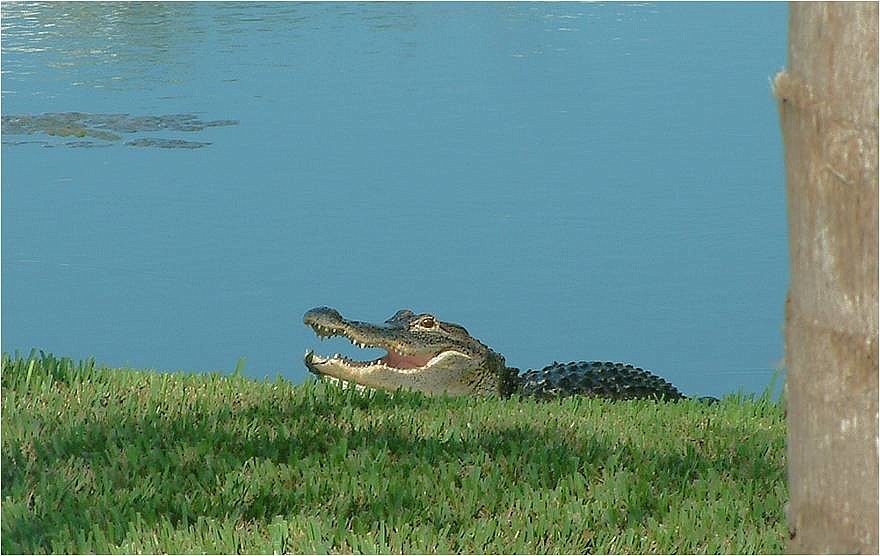 A new permit allows the Ranch to specify which gators stay put.