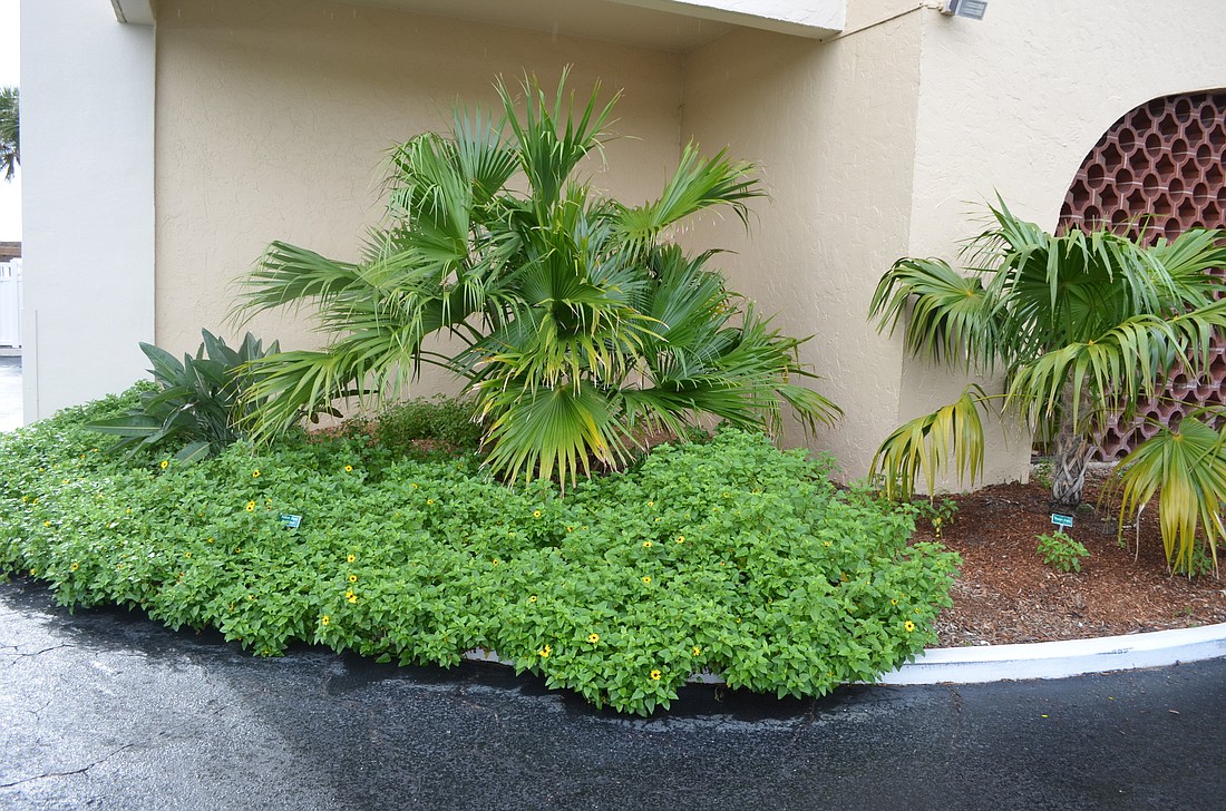 Florida native plants are thriving in the area in front of Lido Regency condominium. Photo by Kristen Herhold