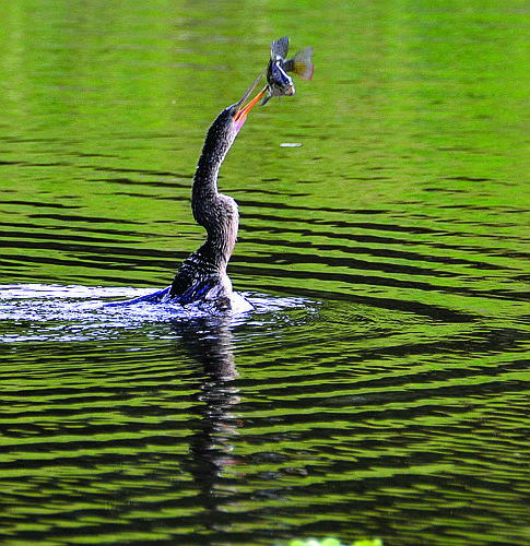 Jack Rosenberg submitted this photo of an anhinga with its catch at Myakka River State Park.