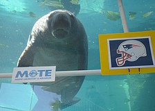 Mote Marine manatees make Super Bowl LVI prediction