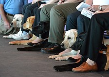 Guide dogs patiently wait their turn with their handlers before the graduation ceremony.