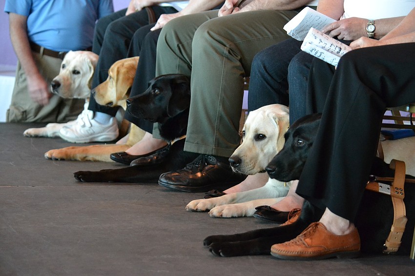 Guide dogs patiently wait their turn with their handlers before the graduation ceremony.
