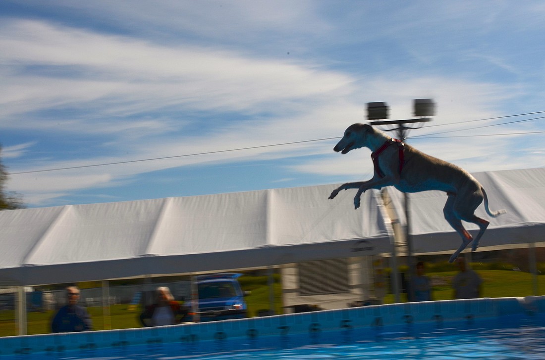 Pippin, a whippet, flys through the air after jumping off the ramp on his way to the water for a second time. Photo by Amanda Sebastiano