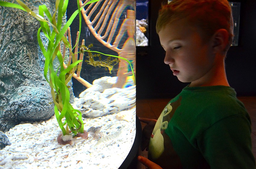 Alex Wall, 5, checks out different exhibits during the festival.