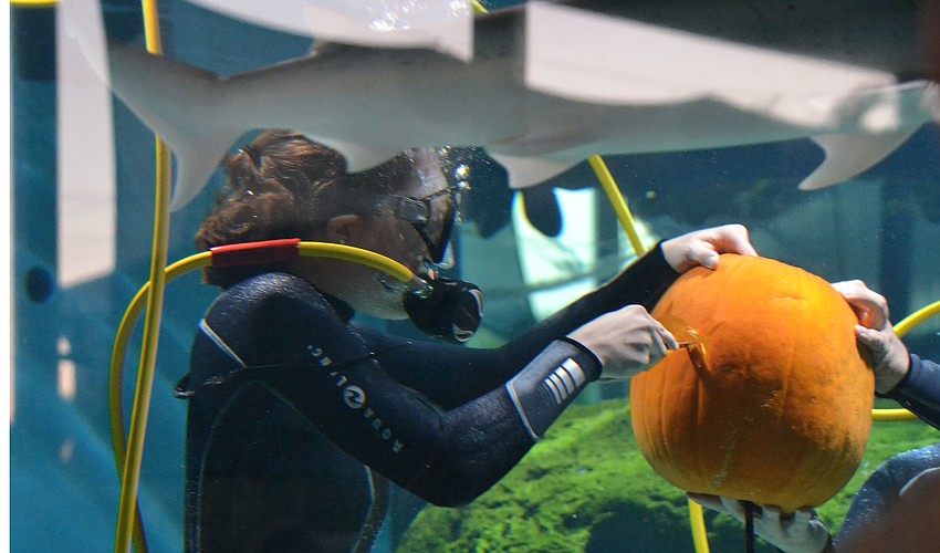 A diver carves the shape of a shark into a pumpkin while submerged underwater.