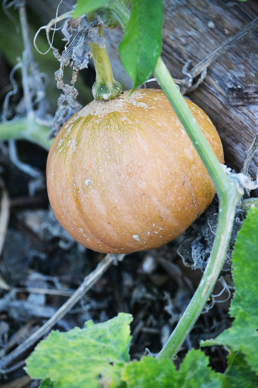 Seminole Pumpkins grown in the Phillippi Shores School garden were used in one of the dishes.
