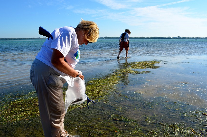 Nancy Amara, a retired biology teacher, picks up debris.