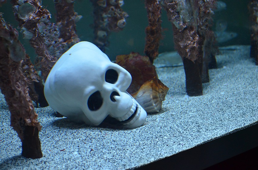 The exhibit tanks had an extra spooky touch with props.
