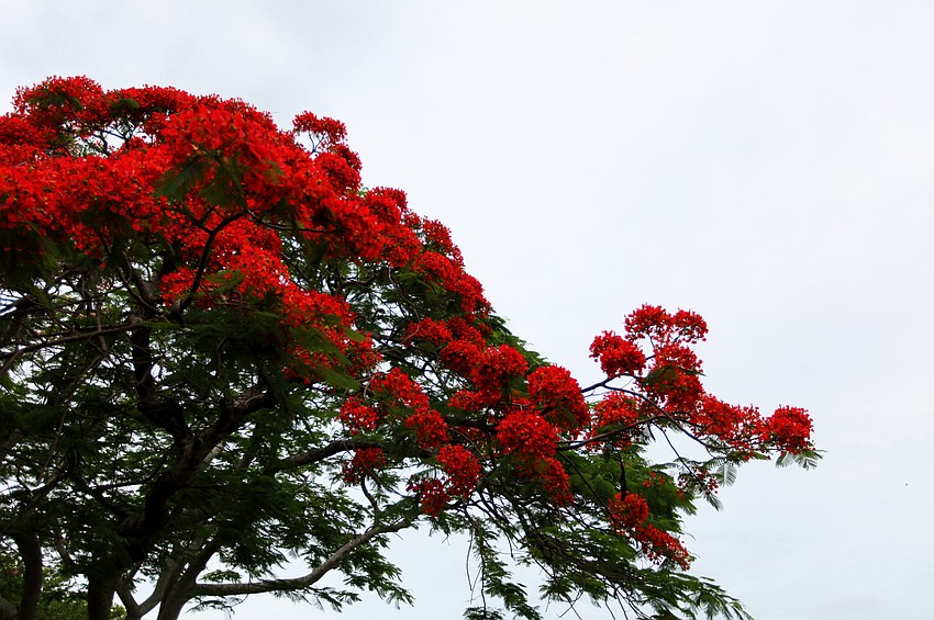 The blooms have five petals and come in red, orange and yellow shades.