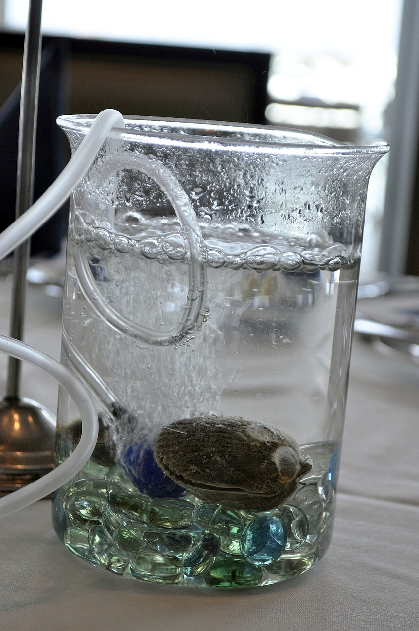 The first graduated scallops from Mote Marine Laboratoryâ€™s new scallop nursery were brought to the event and used as interactive centerpieces.