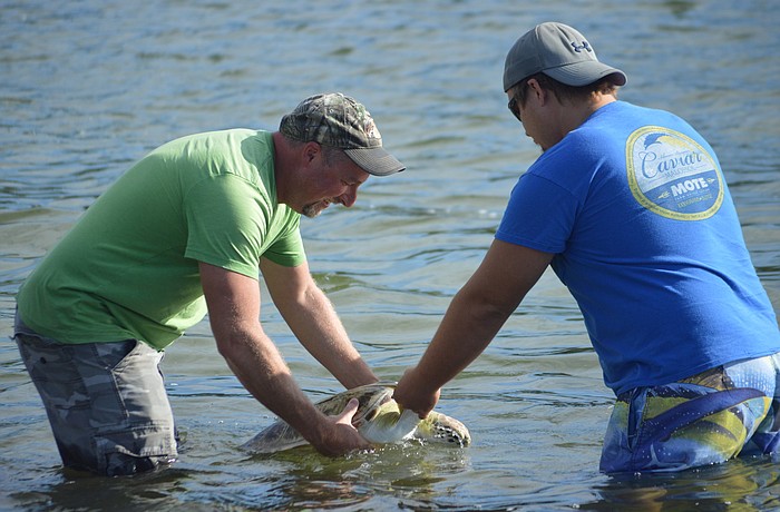Paul Waldrop and Mike Leworthy release C.J. the sea turtle back into Sarasota Bay after the two found him injured a year ago.