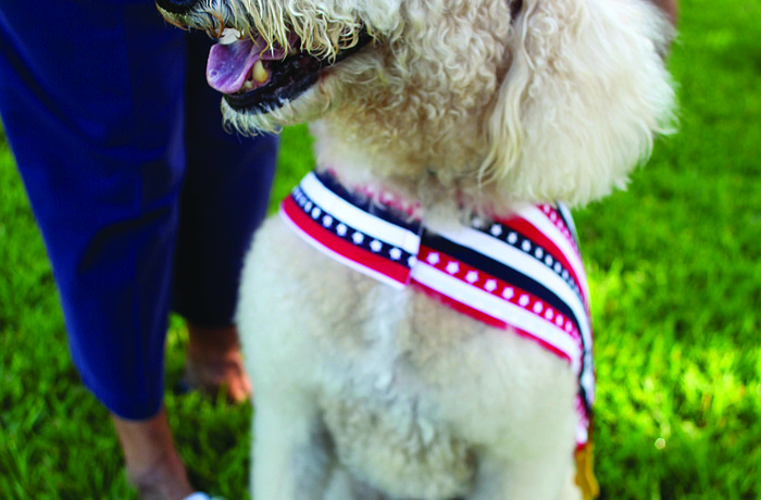Fluffy, pictured at the Hot Diggity Dog Parade at Freedom Fest, supports a dog park, according to his owner, Bill Anderson.