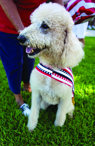 Fluffy, pictured at the Hot Diggity Dog Parade at Freedom Fest, supports a dog park, according to his owner, Bill Anderson.