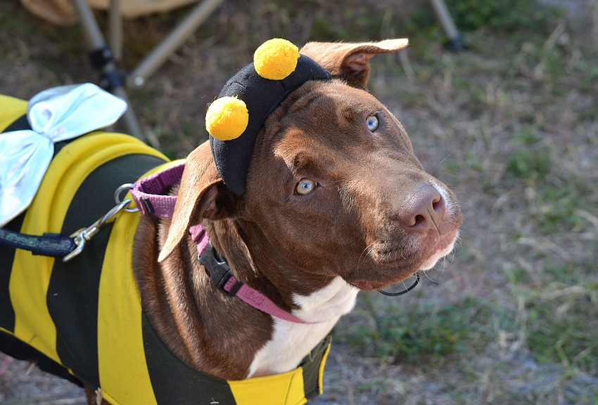Two-year-old mix KitKat is available for adoption at the Humane Society of Sarasota County.