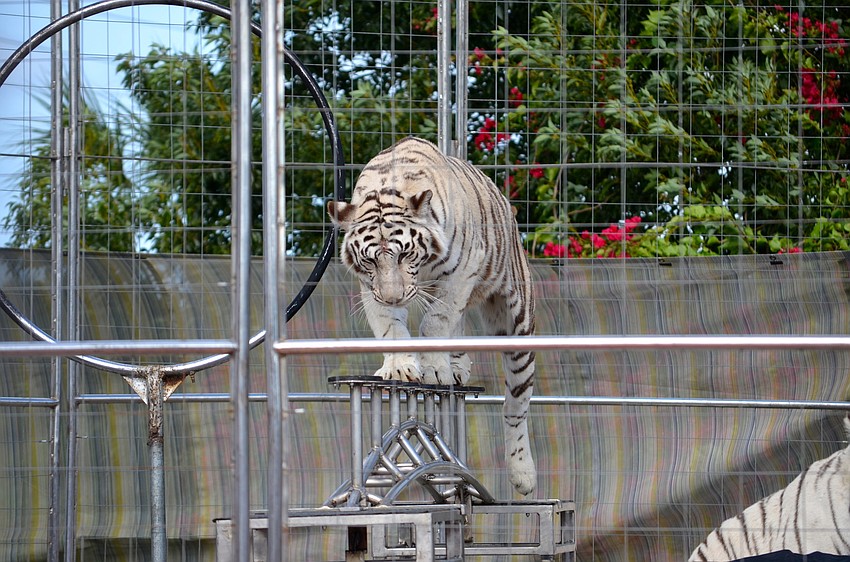Tonya the tiger performs tricks for onlookers.