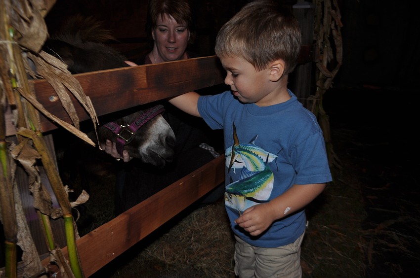 Owen Scheuer pets a donkey.