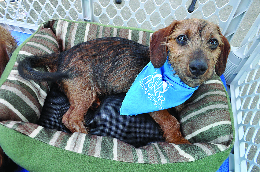 This dachshund puppy is one of several up for adoption at Ponies for Pups after being rescued from Napier's Log Cabin Horse and Animal Sanctuary.