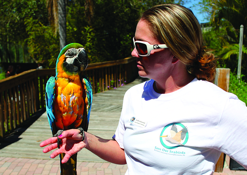 Dana Harenda of Save Our Seabirds shows off Ghanji, a blue-and-gold macaw March 1, at the Sarasota Wildlife Art Show and Symposium.