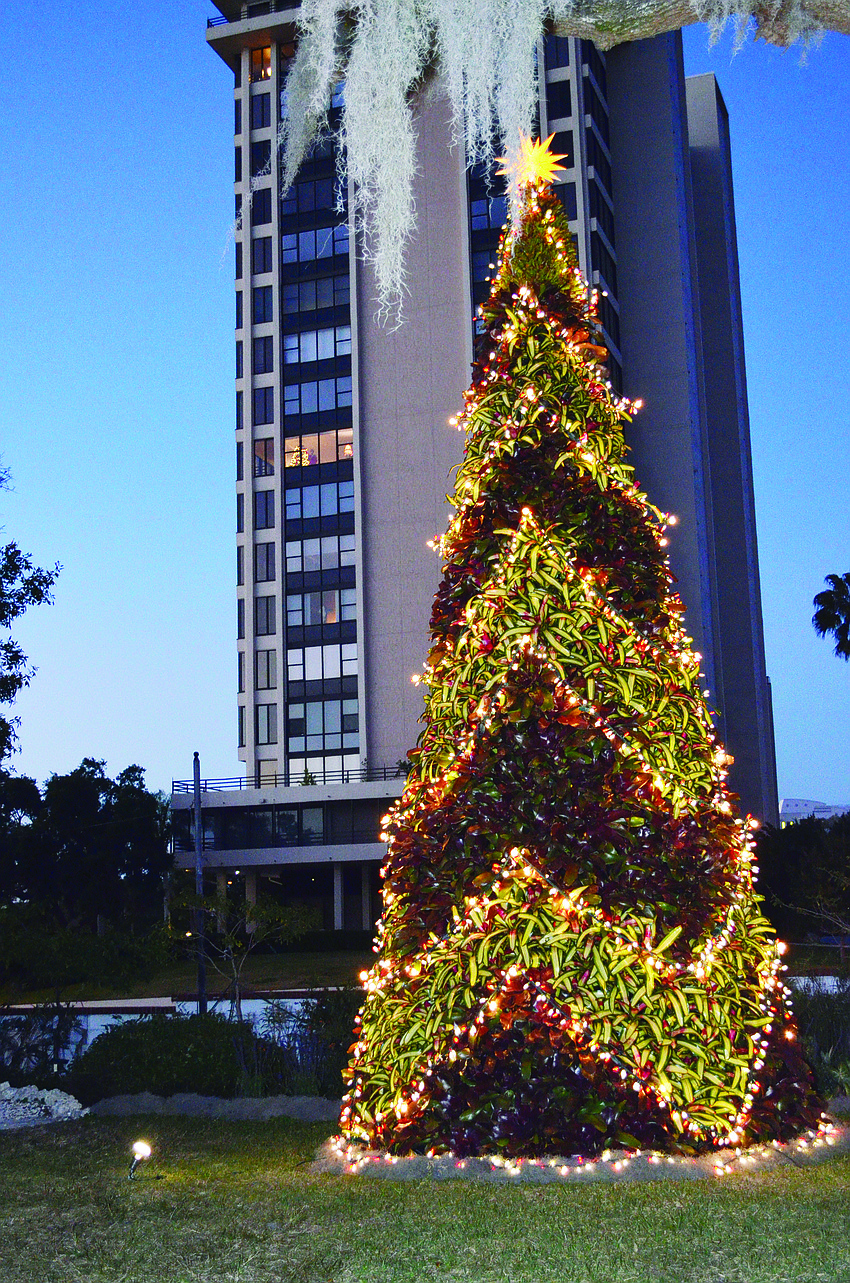 The bromeliad tree at Marie Selby Botanical Gardens twinkles at night.
