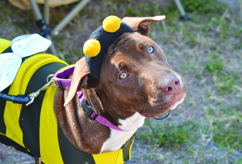 Two-year-old KitKat dresses as a bumblebee for the Humane Society of Sarasota County's Howl-O-Ween Pet Costume Contest.