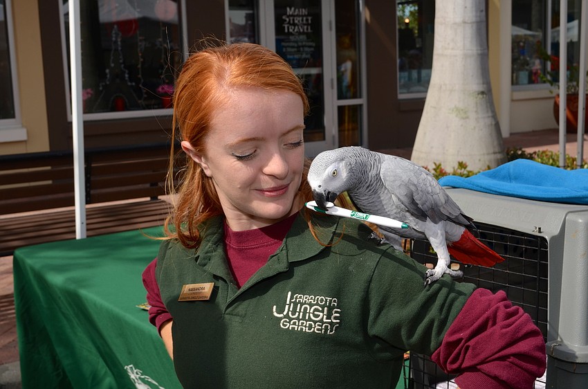Sarasota Jungle Gardens employee Kassandra Moore shows off Fortune â€” an African grey parrot.