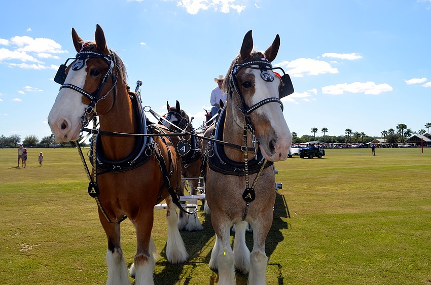 Teddy and Zeke strut around the field throughout the day.