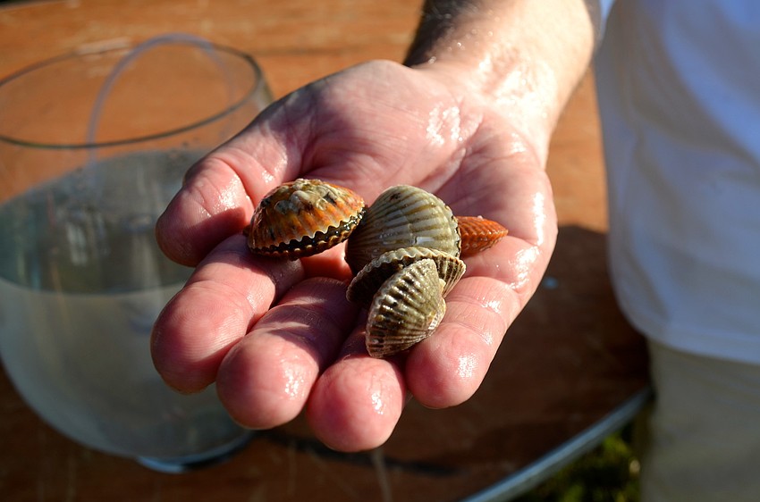 Larry Stults holds scallops that Sarasota Bay Watch hopes to reintroduce to the bay area in the fall.