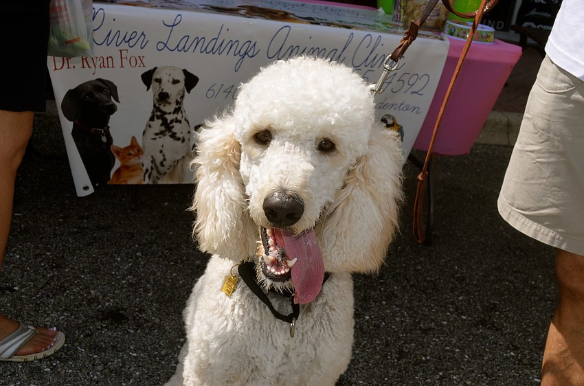 Augie is all smiles.