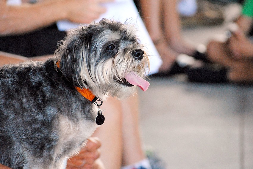 Kim Walterâ€™s dog Oscar sits patiently in her lap during the Skipperâ€™s Meeting