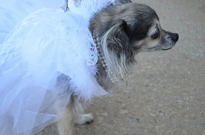 Long-haired Chihuahua Maggie Mae Baxter dressed as a bride for â€œSay Yes to the Dress.â€