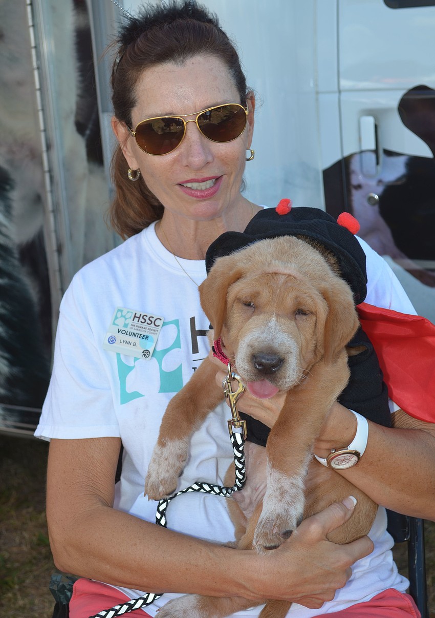 Humane Society of Sarasota County volunteer, Lynn Billi holds 3-month-old Louie who is up for adoption.
