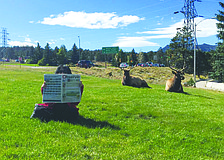OH DEER. East County staff writer Amanda Sebastiano took her Observer along to Boulder, Colo., and found a few elk along the way who were also interested in catching up on East County news.