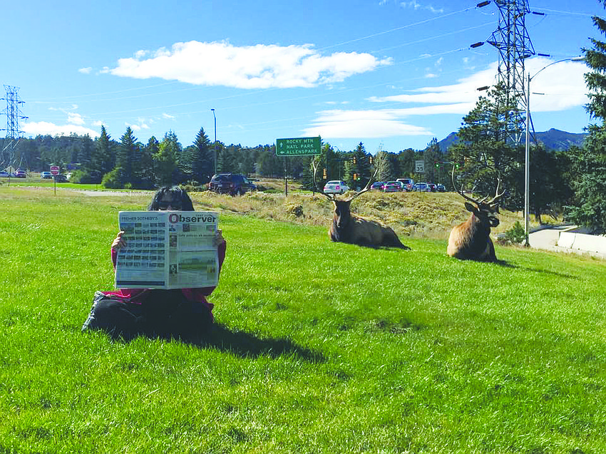 OH DEER. East County staff writer Amanda Sebastiano took her Observer along to Boulder, Colo., and found a few elk along the way who were also interested in catching up on East County news.