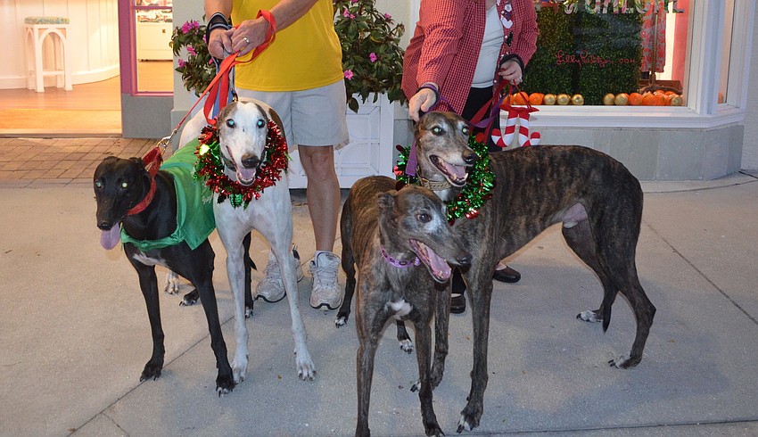 Onyx, Riggs, Rose and Hagi, of the Racing Dog Retirement Project