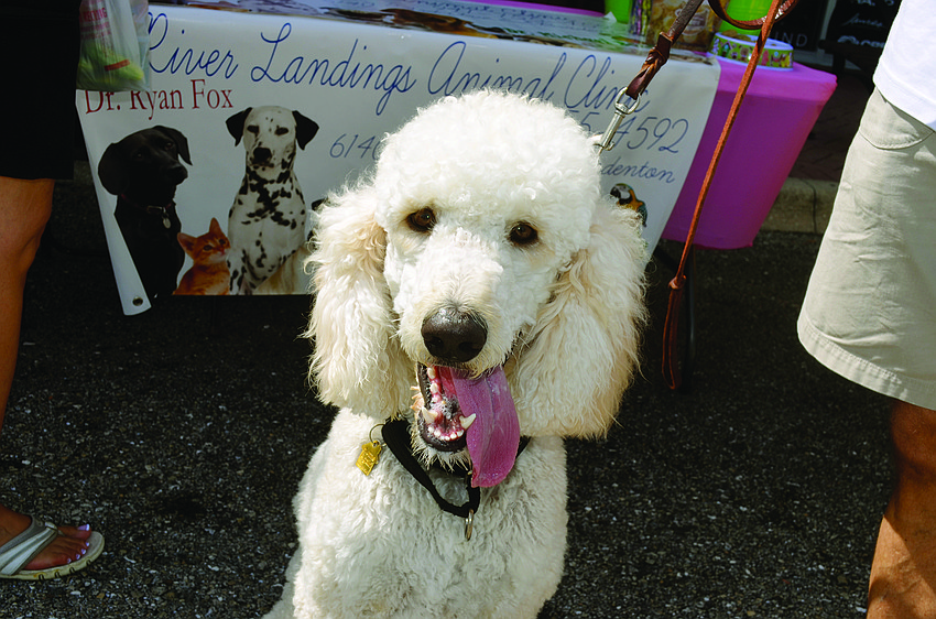 Augie attends Operation Pet Rescue on Lakewood Ranch Main Street.