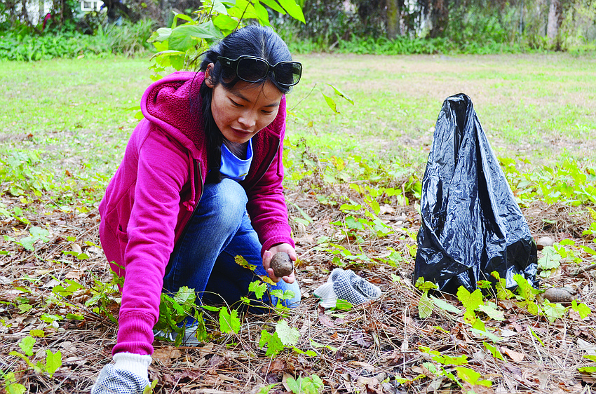 Ashley Wang collects air potatoes in Arlington Park as part of the Sarasota Bay Estuary Program and Around the Bend Nature Tours invasive plant species removal.