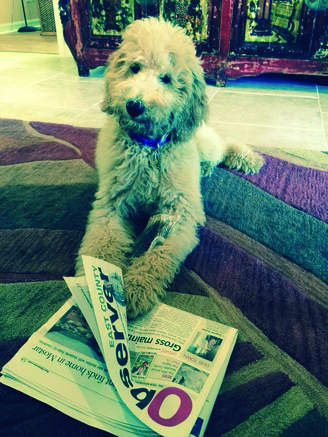 DOG'S LIFE. Even dogs love to catch up on their Observer news. Country Club East resident Ollie makes sure he knows all the news of East County!
