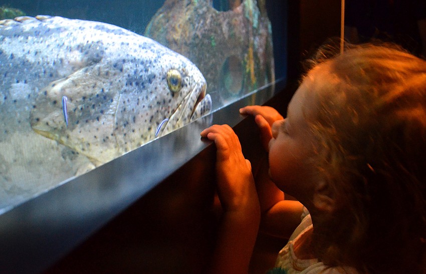 Amelia Nickerson, 3, comes face-to-face with a fish at Moteâ€™s Aquarium.