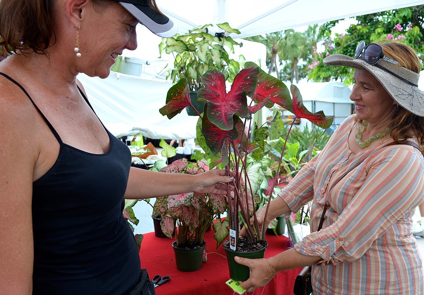 Ann Marie Rainer, Caladium Bulb Company, shows Rasa Saldaitis one of her plants.