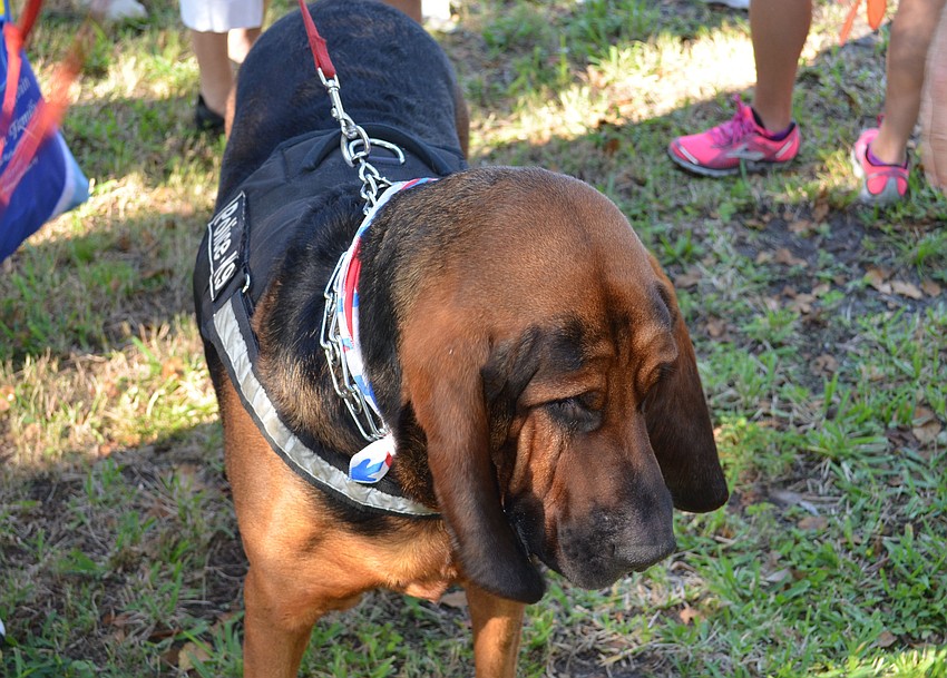 Woodstock is a pure bloodhound and is specifically trained for helping find missing children and Alzheimerâ€™s adults.