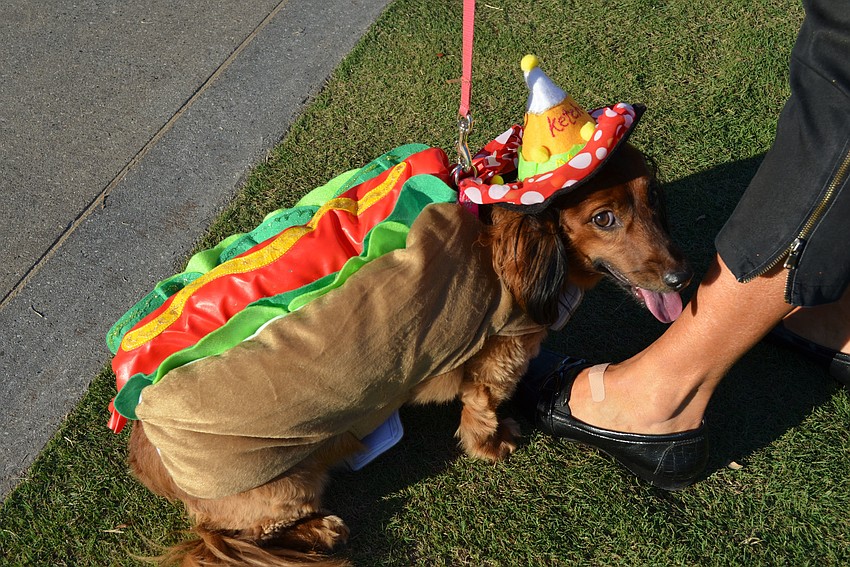 Callie a 4-year-old dachshund dressed as a hotdog with all of the condiments.