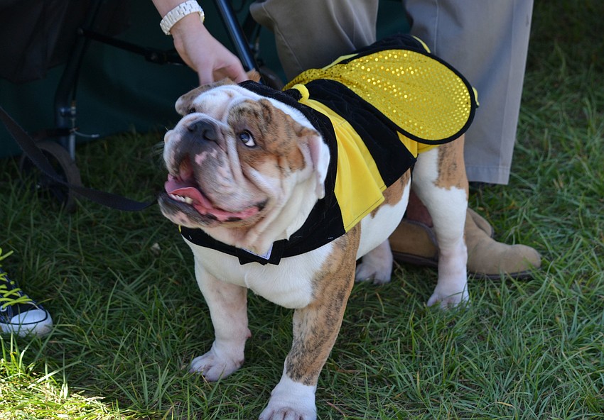 One-year-old bulldog, Chato dressed as a bee for the costume contest.