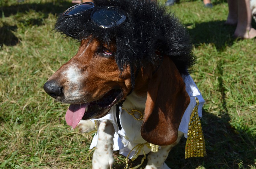Bassett hound Oscar dressed as Elvis Presley.
