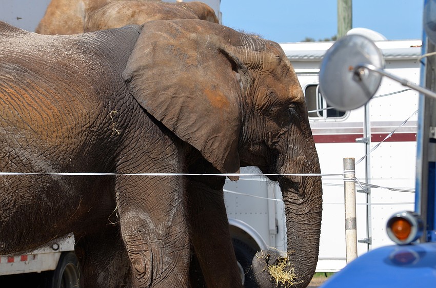 Elephants walked around the caged arena while patrons watched from the sidelines.