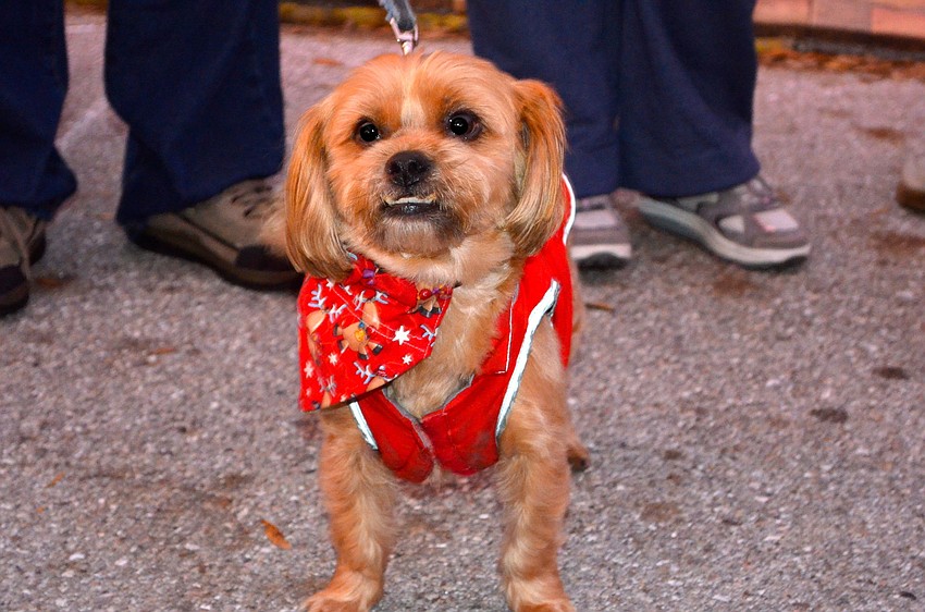 Mugs enjoys the parade from the sidelines with friends.