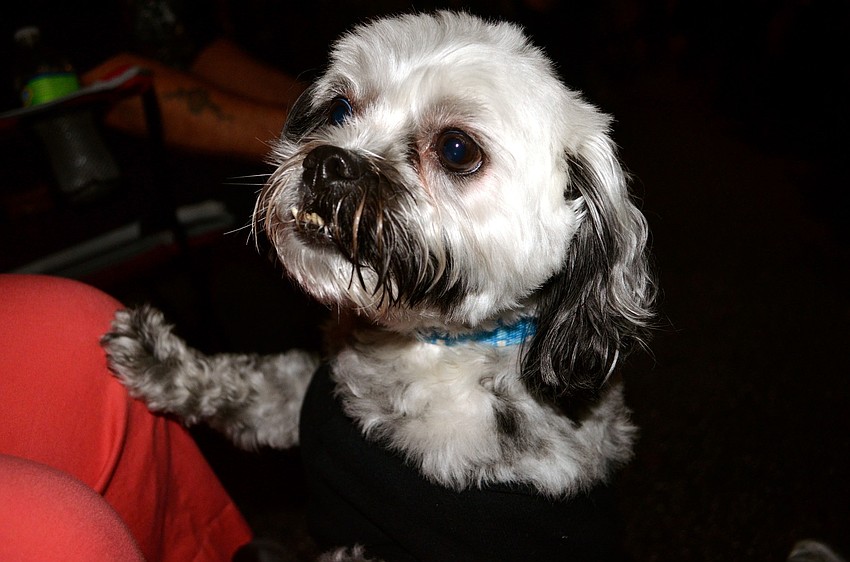 Oreo enjoys a night out with his human companions.