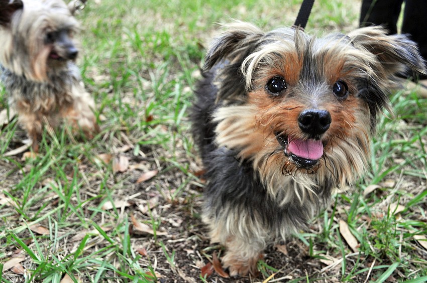 Brucee, the Yorkshire terrier