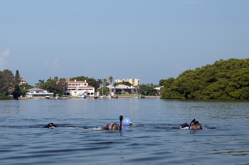 Volunteers snorkel in the grass beds of Sarasota Bay searching for scallops.