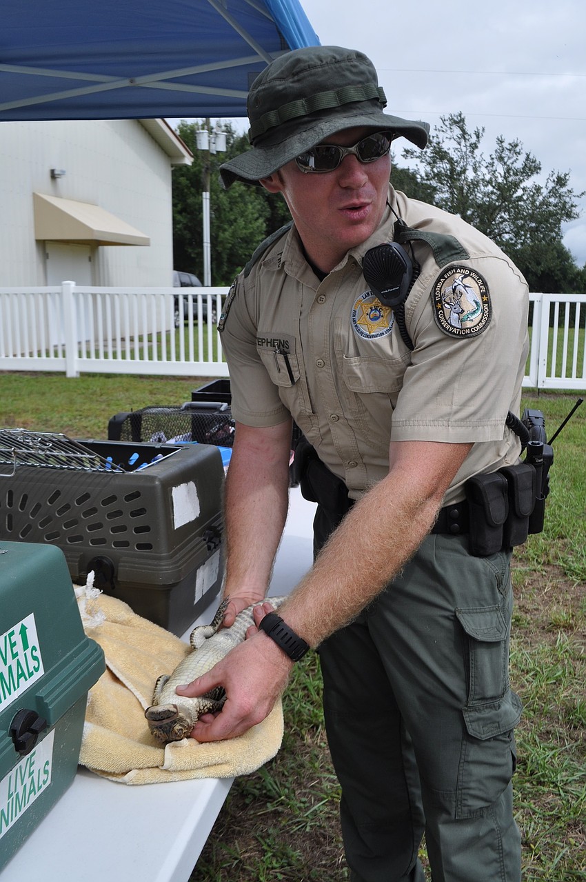 Florida Fish and Wildlife Officer Brent Stephens shows attendees how to make an alligator fall asleep.