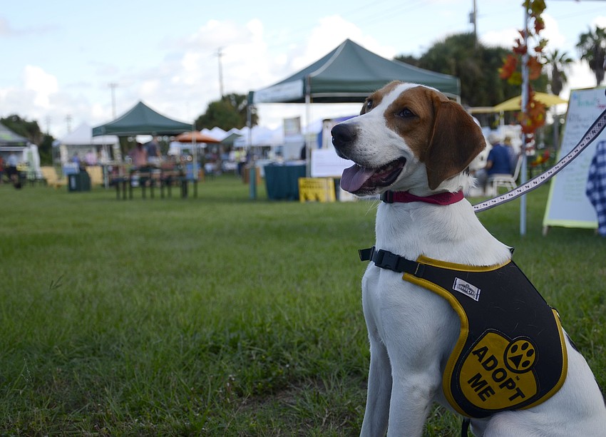 Walter, a 2-year-old hound mix, got to attend the first market of the season. The Humane Society of Sarasota County brings adoptable pets to the market about twice a month. Walter is available for adoption.